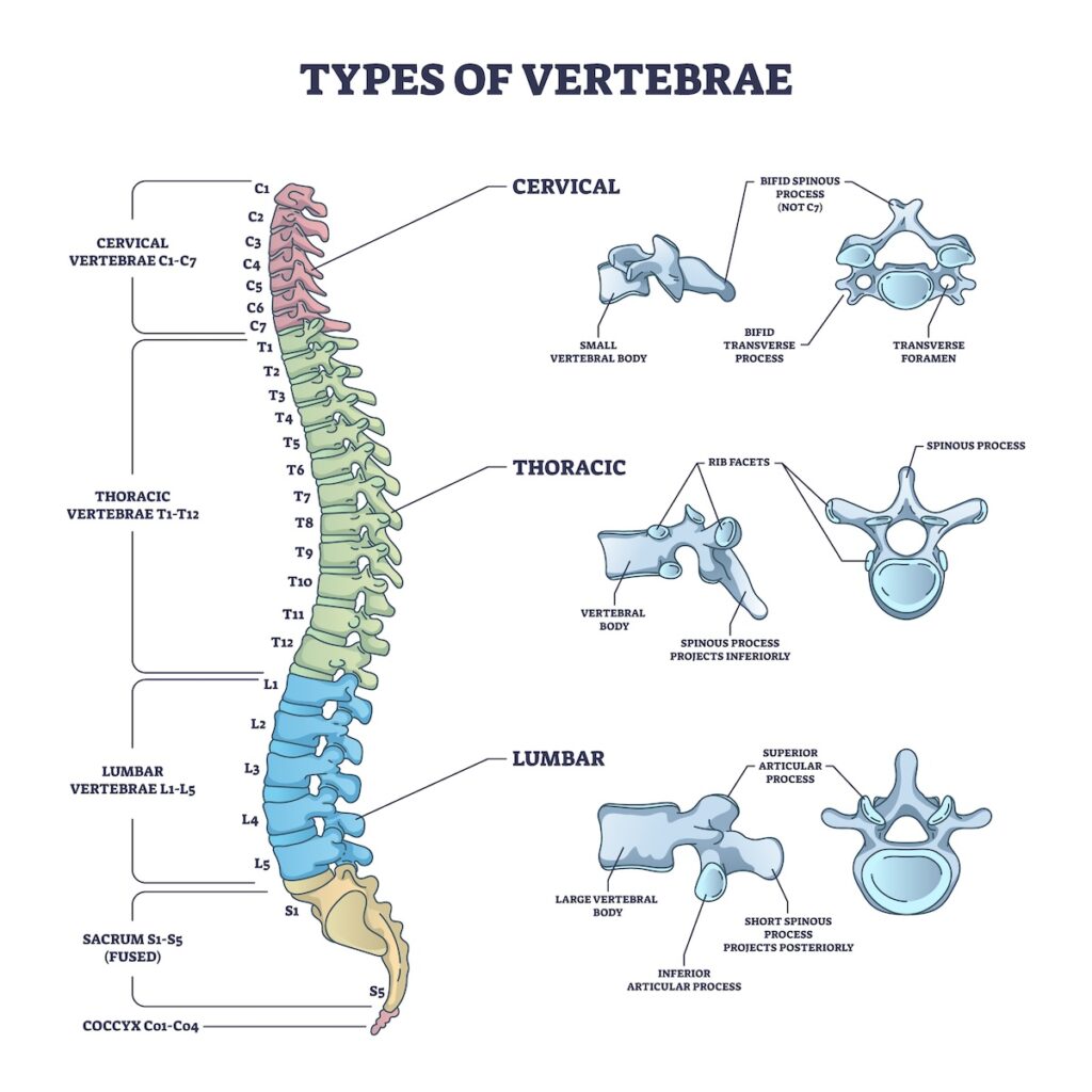 Thoracic Spine